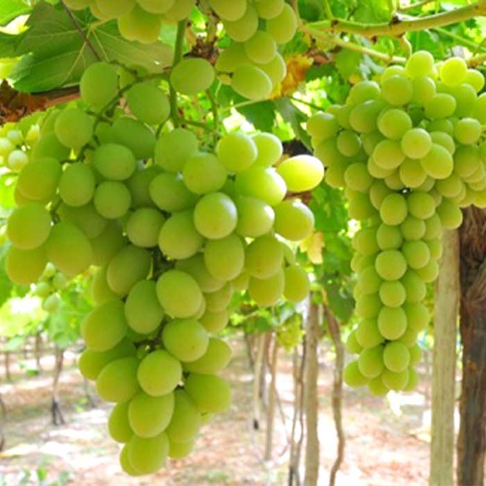 Fruits Aton Green Egypt